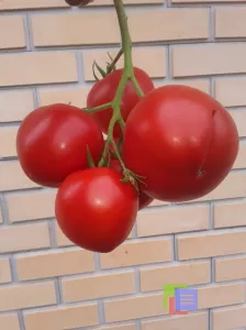 Объявление: Семена коллекционных томатов фото №3
