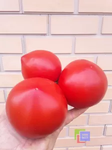Объявление: Семена коллекционных томатов фото №4