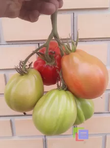 Объявление: Семена коллекционных томатов фото №5
