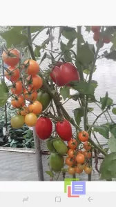 Объявление: Семена коллекционных томатов фото №6