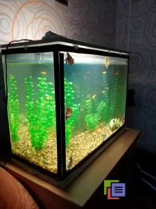 аквариум для рыбок 60 литров