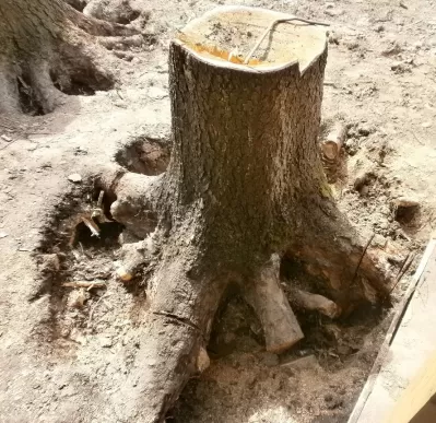 Убрать дерево с участка (вырубка) и выкорчевывание и дробление пней
