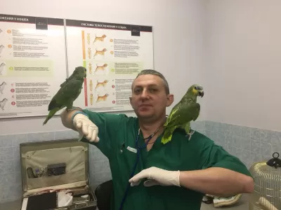 Лечение птиц в Москве