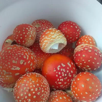 Сосновая шишка , ягоды ,грибы фото №5