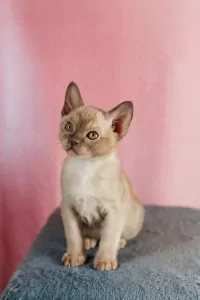 бурманские котята фото №4