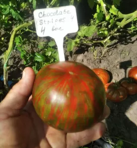 Семена экзотических ( и не только) сортов томатов, а также перца, баклажан, капусты.
