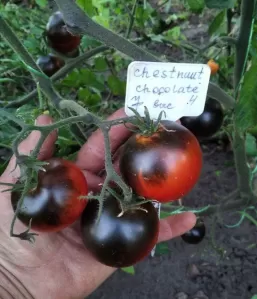 Семена экзотических ( и не только) сортов томатов, а также перца, баклажан, капусты. фото №4