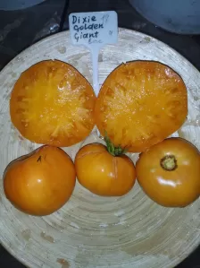 Семена экзотических ( и не только) сортов томатов, а также перца, баклажан, капусты. фото №7