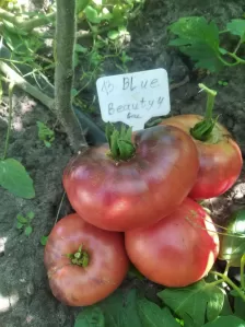 Семена экзотических ( и не только) сортов томатов, а также перца, баклажан, капусты. фото №8