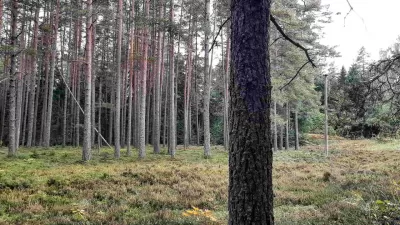 Домик на эстонском хуторе в хвойном лесу под Старым Изборском фото №5