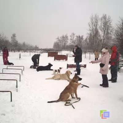 Дрессировка собак на площадке