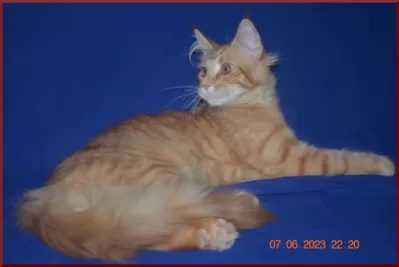 Красная кошка мейн-кун - солнце в вашем доме фото №2