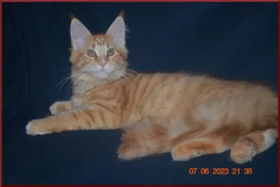 Красная кошка мейн-кун - солнце в вашем доме фото №4