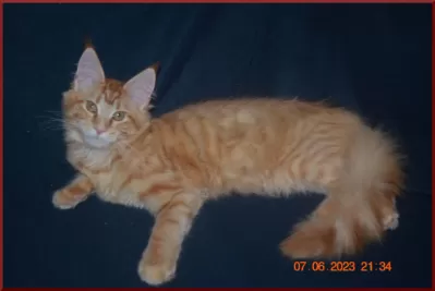 Красная кошка мейн-кун - солнце в вашем доме фото №5