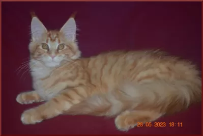 Красная кошка мейн-кун - солнце в вашем доме фото №6