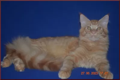 Великолепные котята мейн-кун из питомника