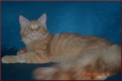 Великолепные котята мейн-кун из питомника фото №3
