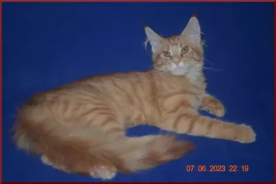 Великолепные котята мейн-кун из питомника фото №5