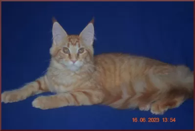 Великолепные котята мейн-кун из питомника фото №6