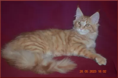 Великолепные котята мейн-кун из питомника фото №8