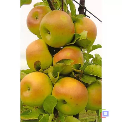 Объявление: Саженцы яблони и других плодовых деревьев из питомника растений фото №4