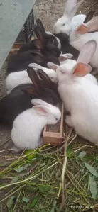 кролики 200р за месяц жизни
