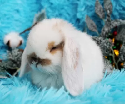Продажа вислоухих мини-крольчат на новый год
