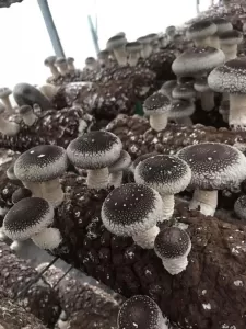 Мицелий грибов вешенки, шампиньонов, ежовика фото №4