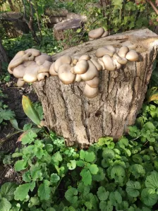 Мицелий грибов вешенки, шампиньонов, ежовика фото №6
