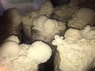 Мицелий грибов вешенки, шампиньонов, ежовика фото №7