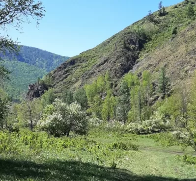 Участок 1.5 га у речки в горах Алтая фото №2